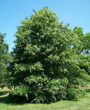 Pin oak