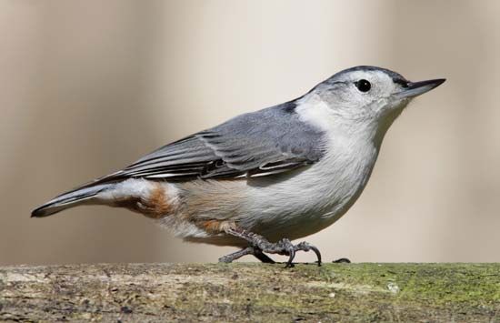 white-breasted nuthatch