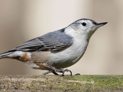 white-breasted nuthatch