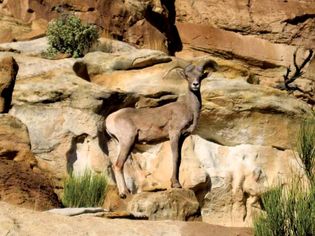 Desert bighorn sheep, Capitol Reef National Park, south-central Utah, U.S.