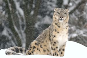 snow leopard (Panthera uncia or Uncia uncia)