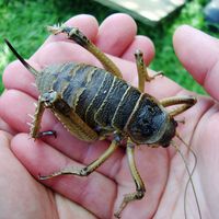 Cook Strait giant weta (Deinacrida rugosa) found on Matiu/Somes Island in the harbour of Wellington, New Zealand. Dec. 17, 2009 insect