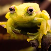 The polka-dot treefrog (Hypsiboas punctatus).