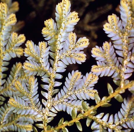 peacock fern