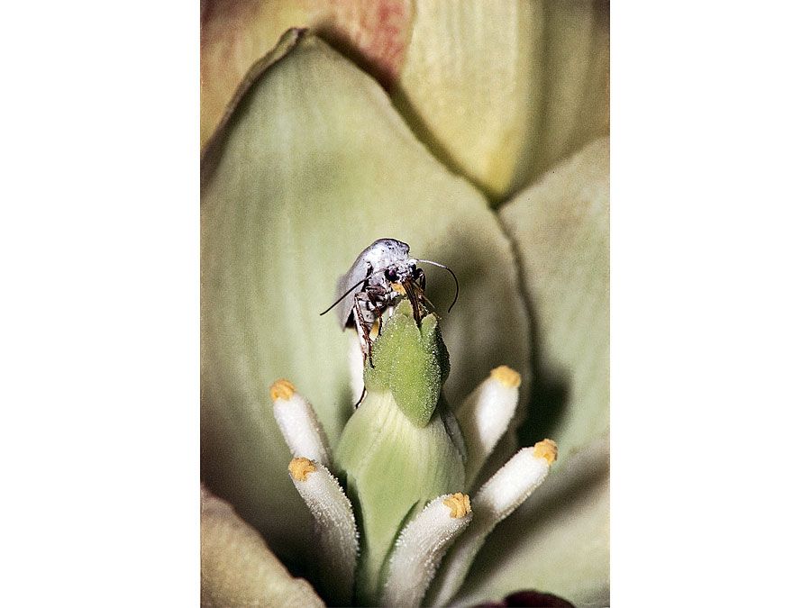 yucca moth (Tegeticula yuccasella)