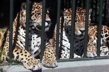 jaguars