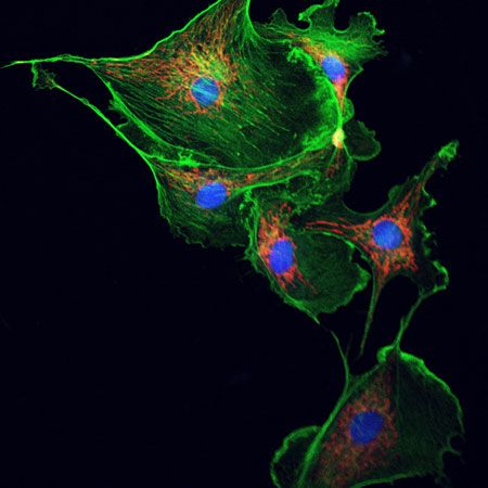 Microtubules (shown in green) play an important role in cytoplasmic streaming.