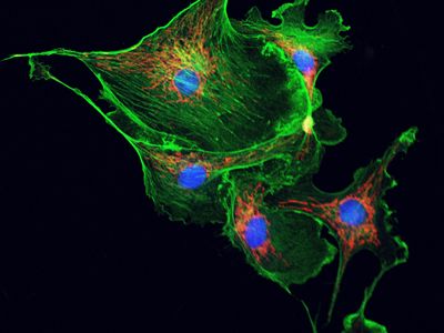 Microtubules (shown in green) play an important role in cytoplasmic streaming.