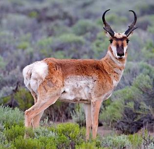 pronghorn