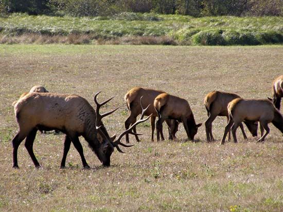 Roosevelt elk in Redwood National Park, northwestern California, U.S.