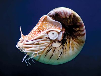 nautilus