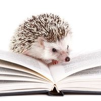 African hedgehog on an open book against a white background.