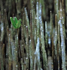 mangrove pneumatophores