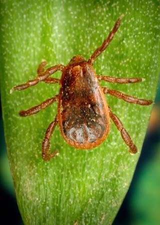 brown dog tick