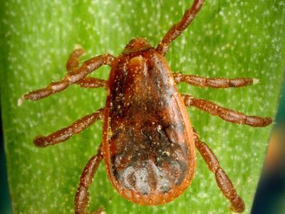 brown dog tick