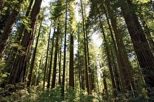 redwood trees