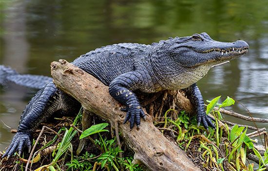 alligator (Alligator mississippiensis) in Florida