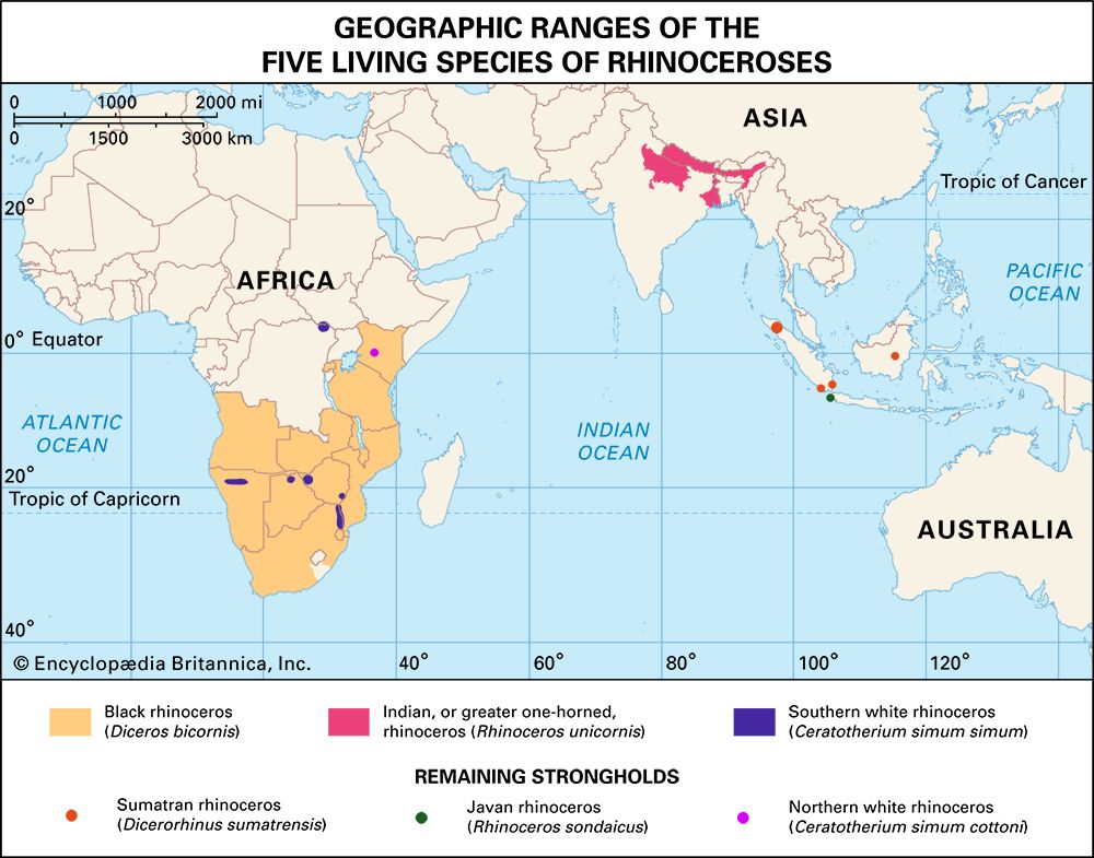 geographic ranges of rhinoceroses