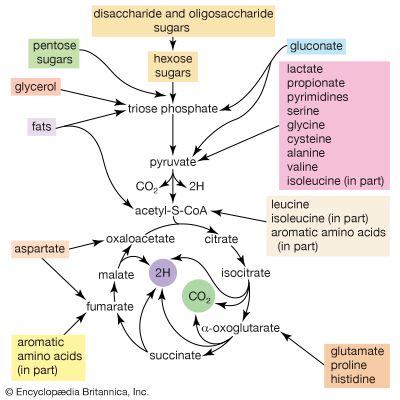 catabolism in E. coli