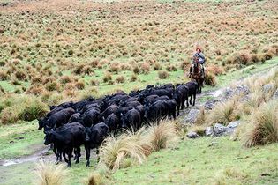 cattle drive