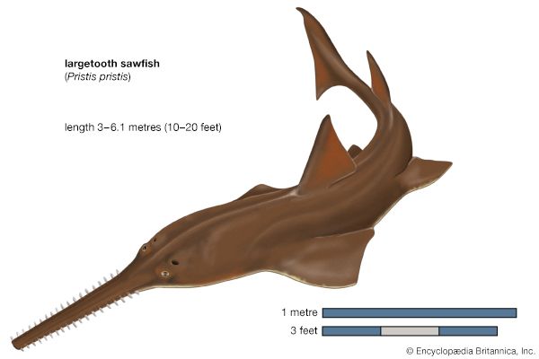 Largetooth sawfish (Pristis perotteti).