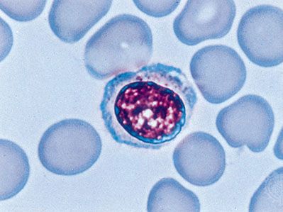 human lymphocyte