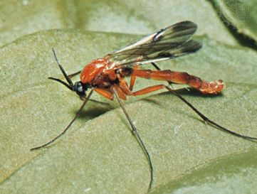 fungus gnat