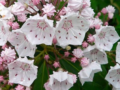 mountain laurel