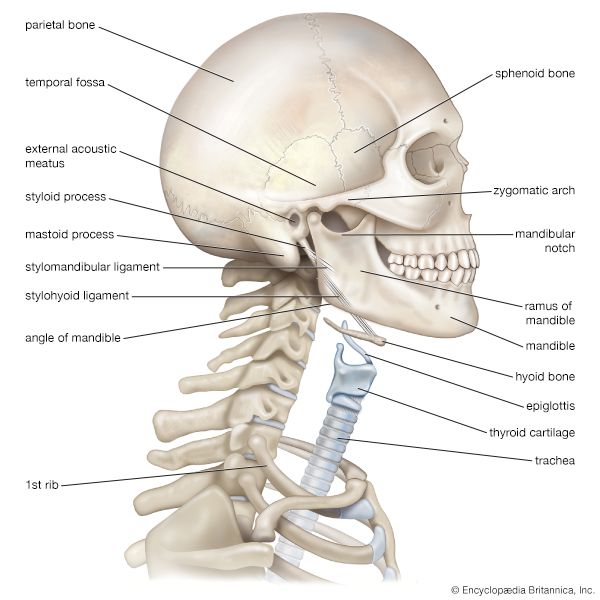 human skull and neck