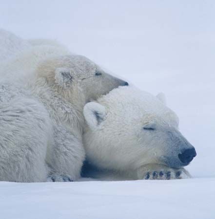 adult polar bear and cub