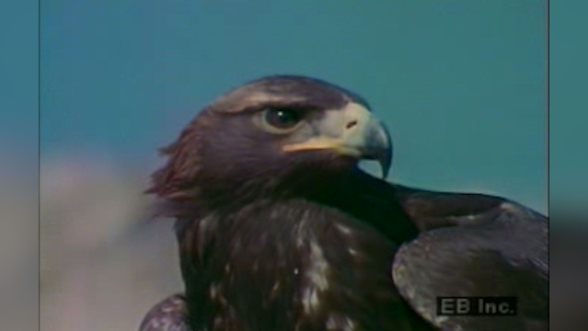 See a golden eagle take flight from its nest to swoop down on rabbit prey