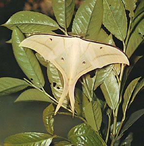 Asian luna moth