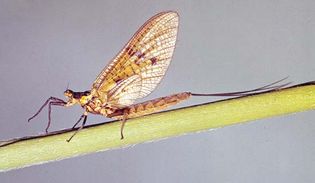 mayfly