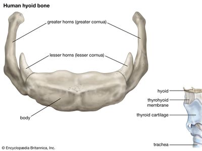 human hyoid bone