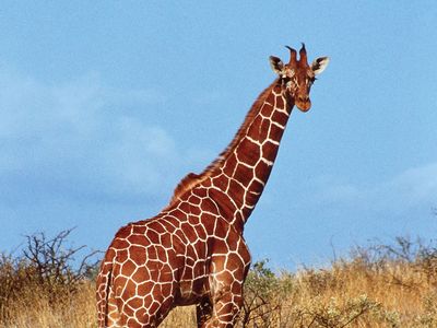 reticulated giraffe