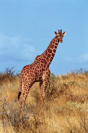 reticulated giraffe