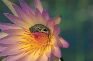 reed frog