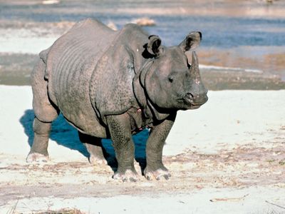 Indian rhinoceros