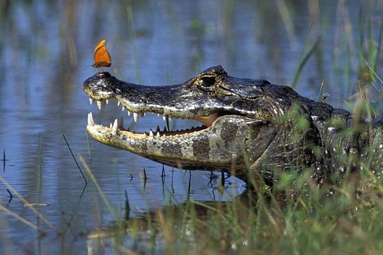 Jacaré caiman (Caiman yacare) in the Pantanal, south-central Brazil.