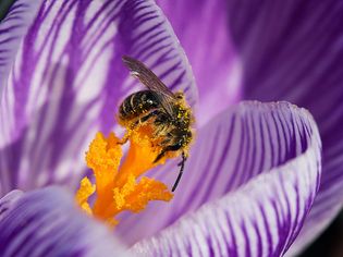 honeybee pollination