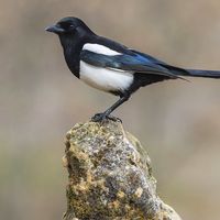 Magpie (Pica pica), perched on a log, bird