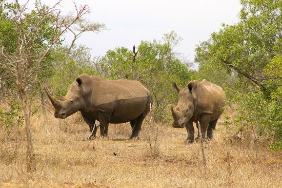 southern white rhinoceros (Ceratotherium simum simum)