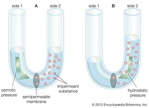 diffusion of water across a semipermeable membrane