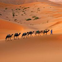 Camel caravan moving across the Sahara desert sand dunes, Morocco, North Africa