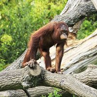 Female Bornean orangutan in tree. Ape, primate, animal.