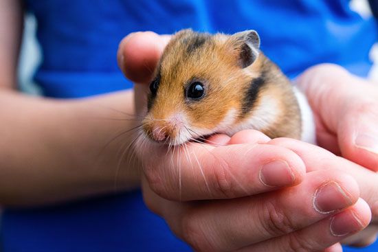 golden hamster