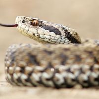 Female meadow adder snake (Vipera ursinii) Also called meadow viper or Ursini's viper. Reptile venomous poisonous tongue