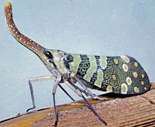 lanternfly