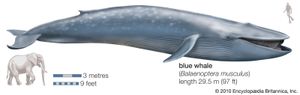 blue whale