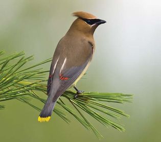 Cedar waxwing